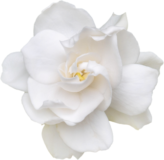 Gardenia flower isolated png top view