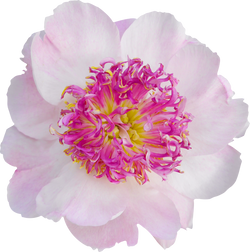 Macro photo pink tree peony