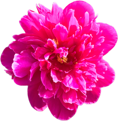 Pink Peony Flower Cutout