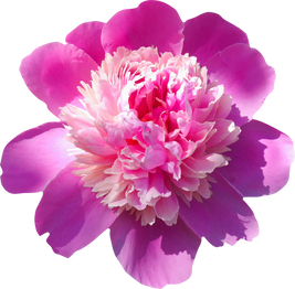 Pink Peony Cutout