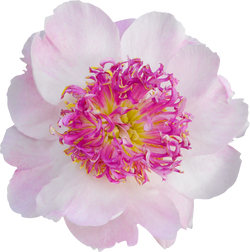 Macro photo pink tree peony