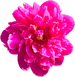 Pink Peony Flower Cutout