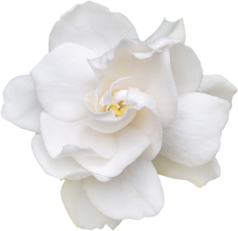 Gardenia flower isolated png top view