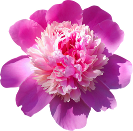 Pink Peony Cutout