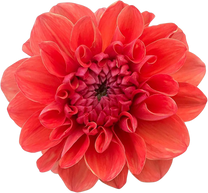 Red Dahlia flower blooming isolated cutout PNG